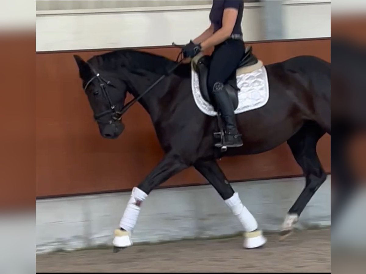 Koń oldenburski Klacz 4 lat 163 cm Kara in Berne