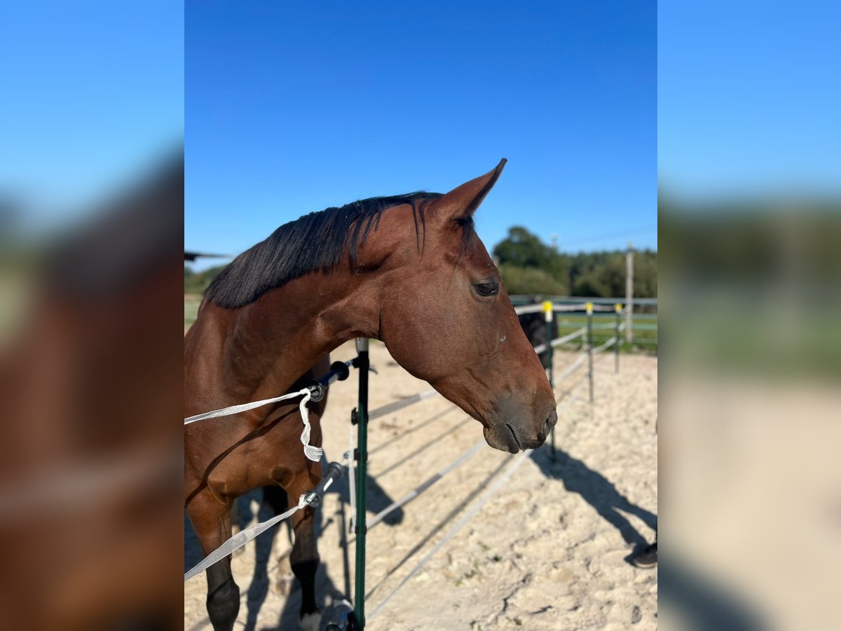 Koń oldenburski Klacz 4 lat 164 cm Gniada in Isenb&#xFC;ttel