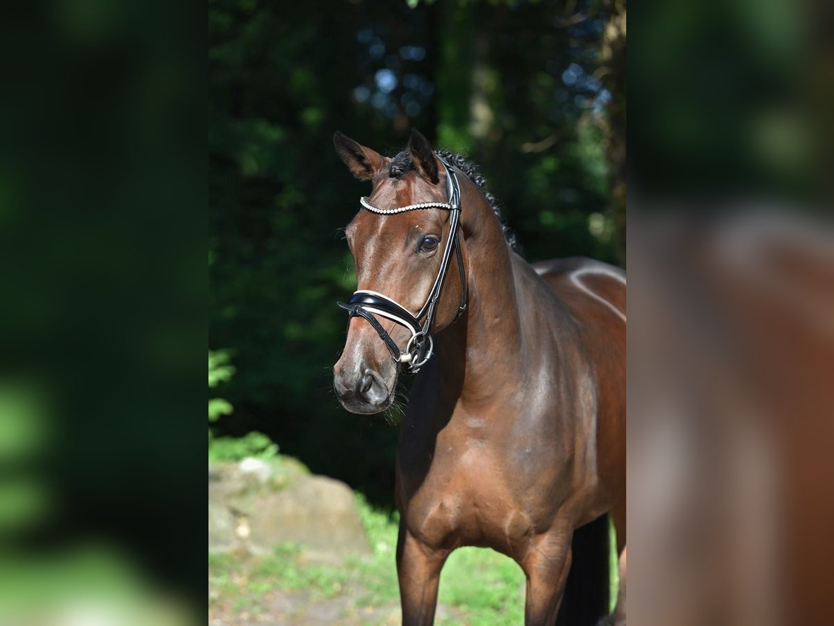 Koń oldenburski Klacz 4 lat 166 cm Gniada in Vechta