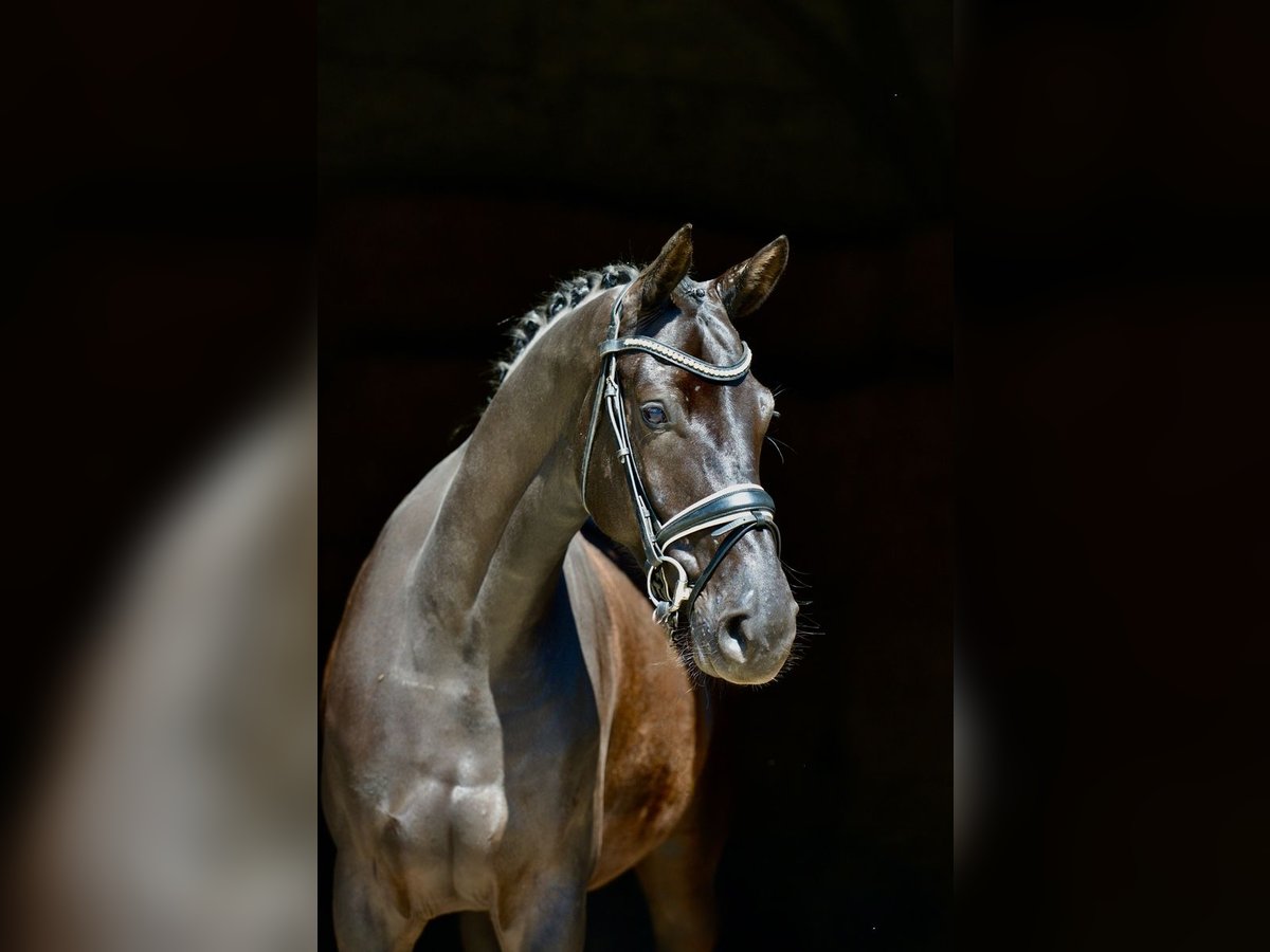 Koń oldenburski Klacz 4 lat 166 cm Kara in Cloppenburg