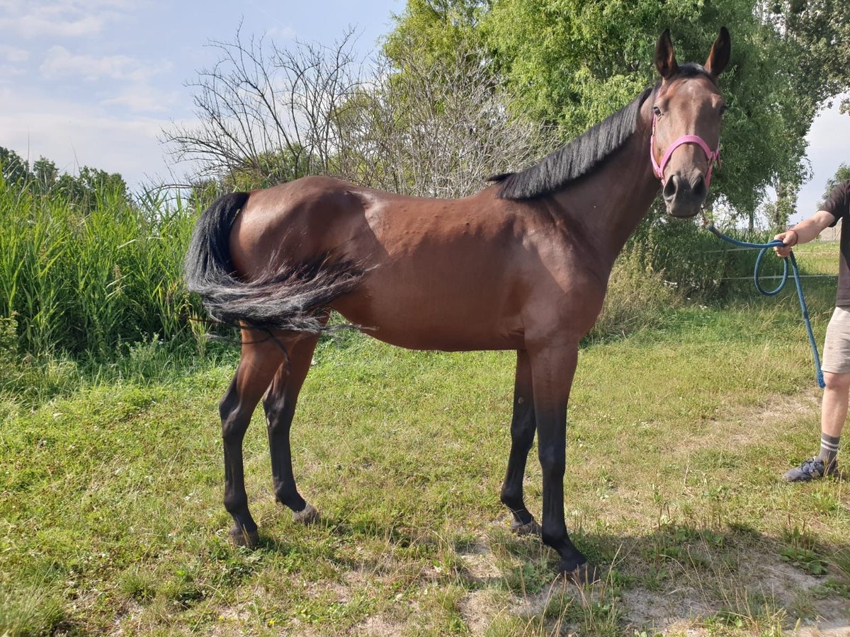 Koń oldenburski Klacz 4 lat 167 cm Gniada in Stary Gołębin