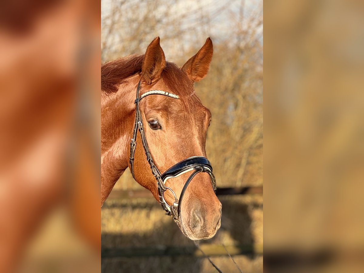 Koń oldenburski Klacz 4 lat 167 cm Kasztanowata in Lohne (Oldenburg)