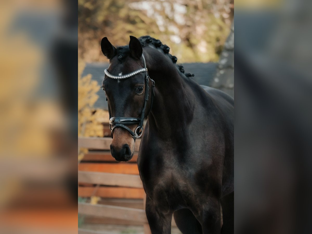 Koń oldenburski Klacz 4 lat 168 cm Ciemnogniada in Nidderau