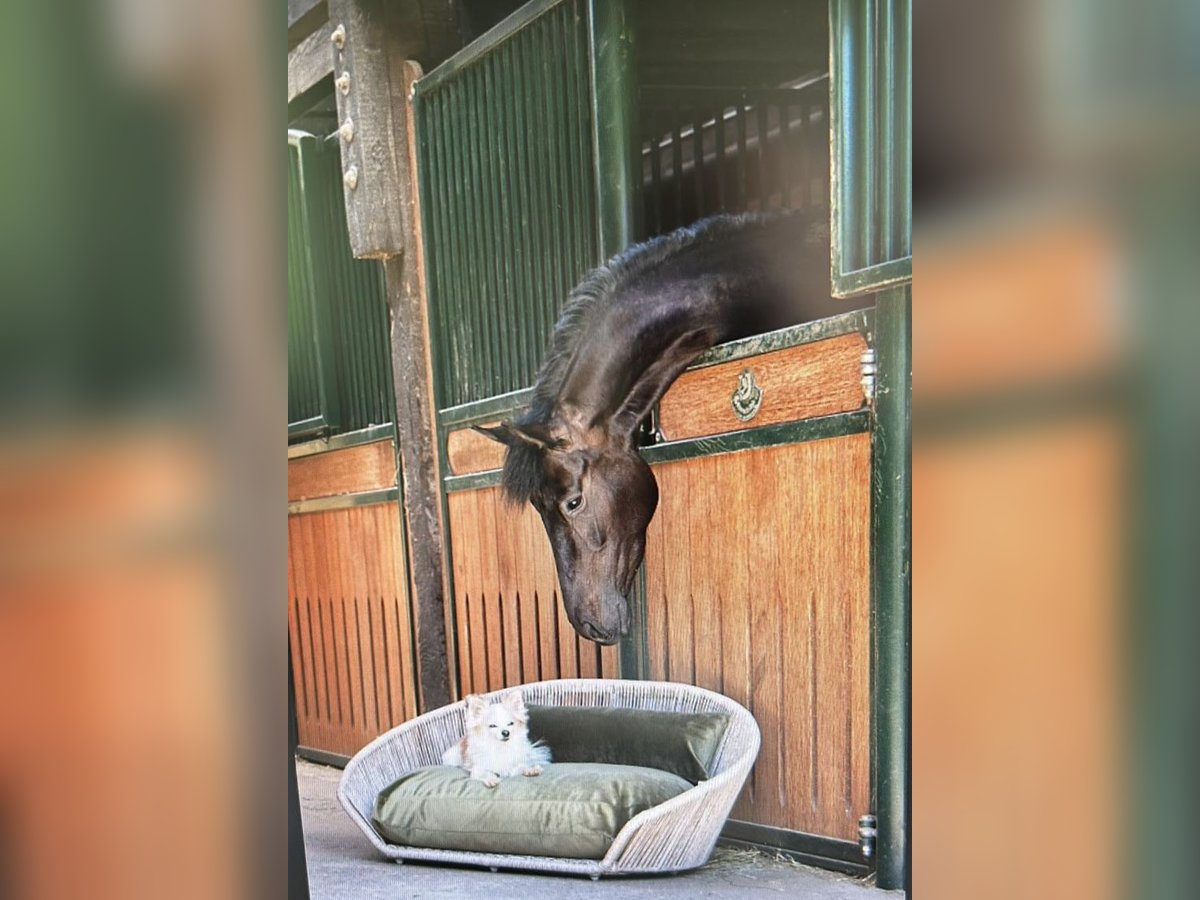 Koń oldenburski Klacz 4 lat 168 cm Ciemnogniada in Solingen