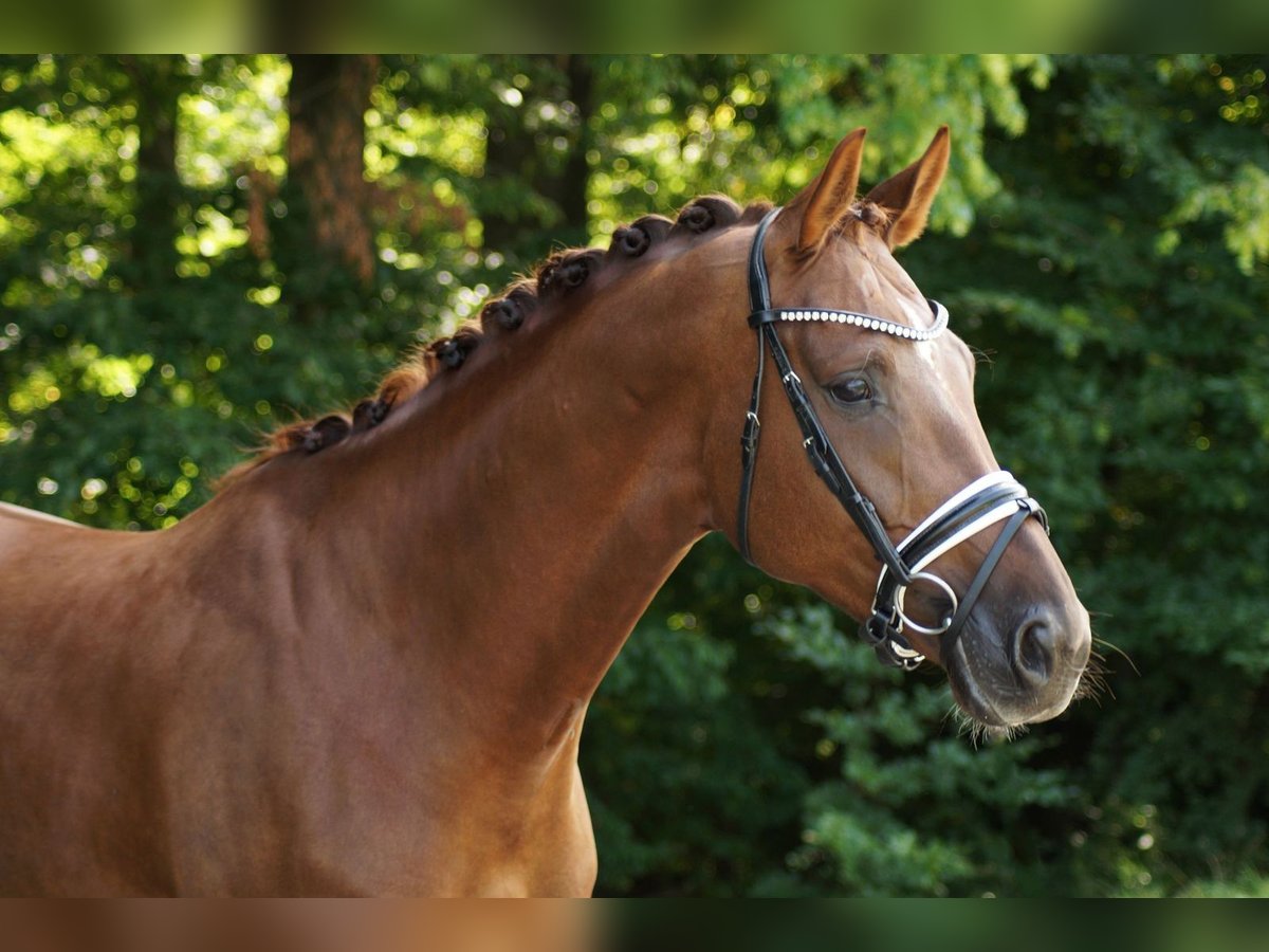 Koń oldenburski Klacz 4 lat 168 cm Ciemnokasztanowata in Gleichen Koń oldenburski Klacz 4 lat 168 cm Ciemnokasztanowata in Gleichen