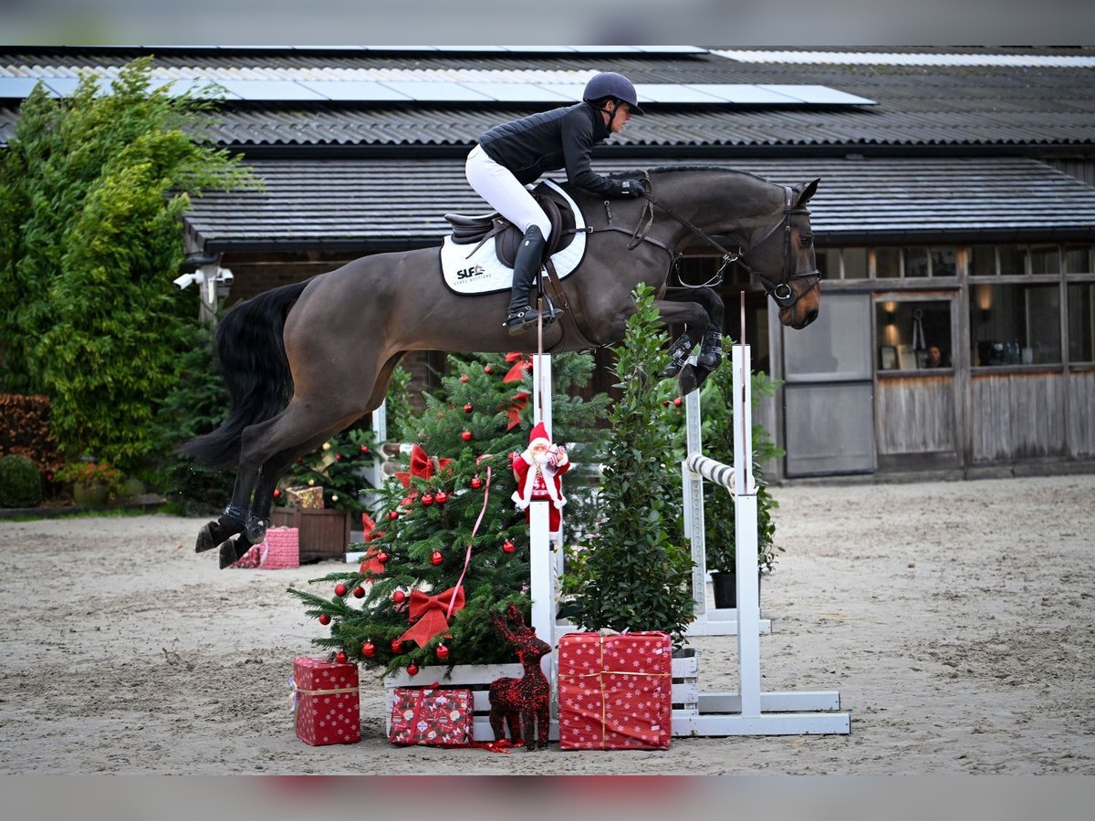 Koń oldenburski Klacz 4 lat 168 cm Gniada in Bladel