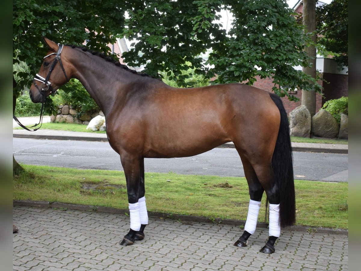 Koń oldenburski Klacz 4 lat 168 cm Gniada in Fredenbeck