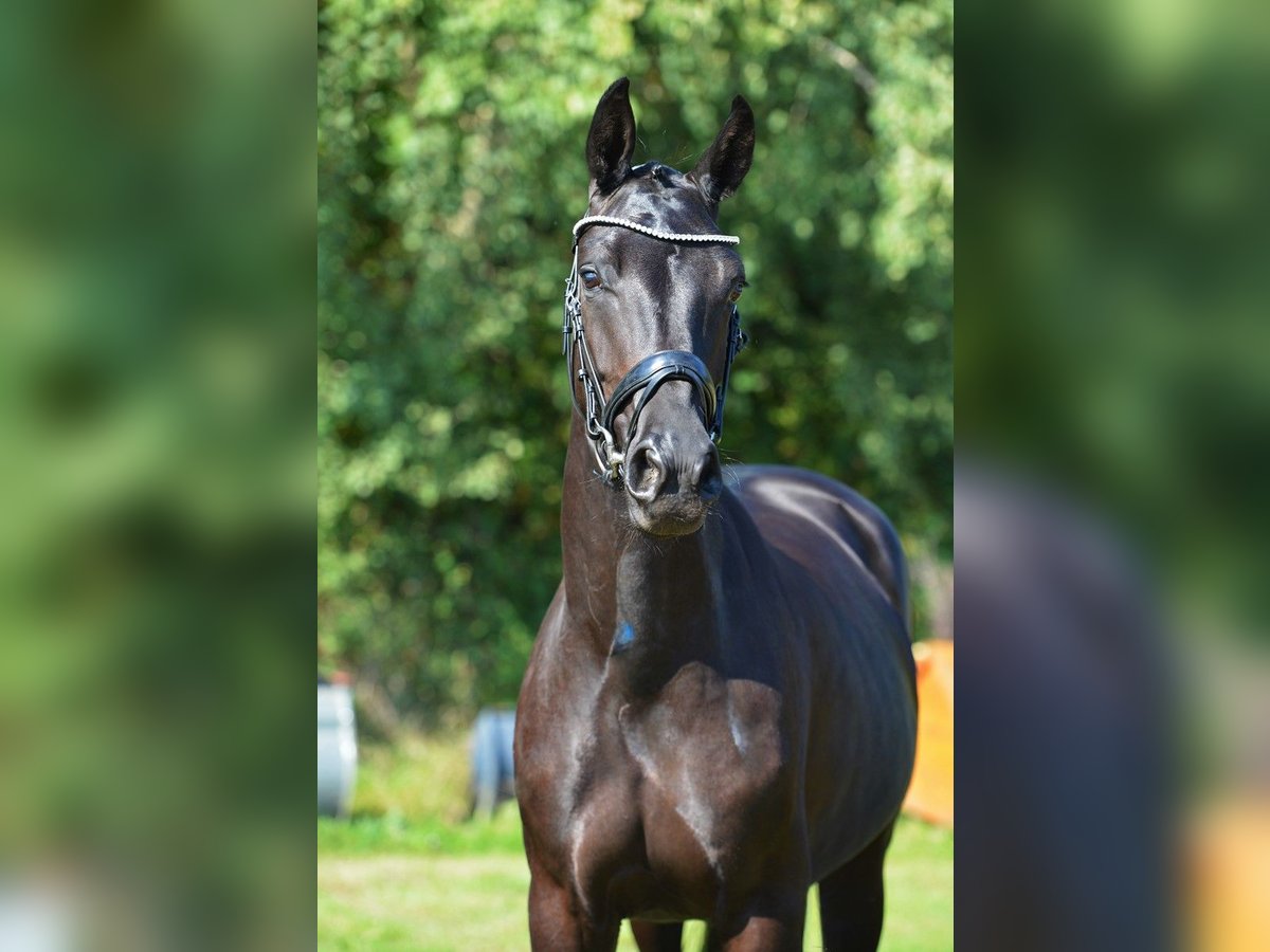 Koń oldenburski Klacz 4 lat 168 cm Kara in Vechta