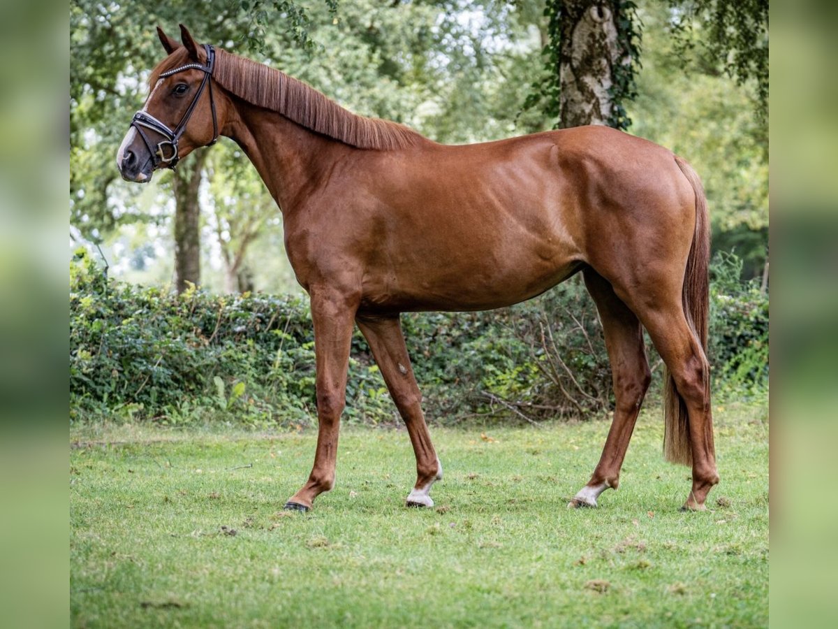 Koń oldenburski Klacz 4 lat 168 cm Kasztanowata in Ahausen