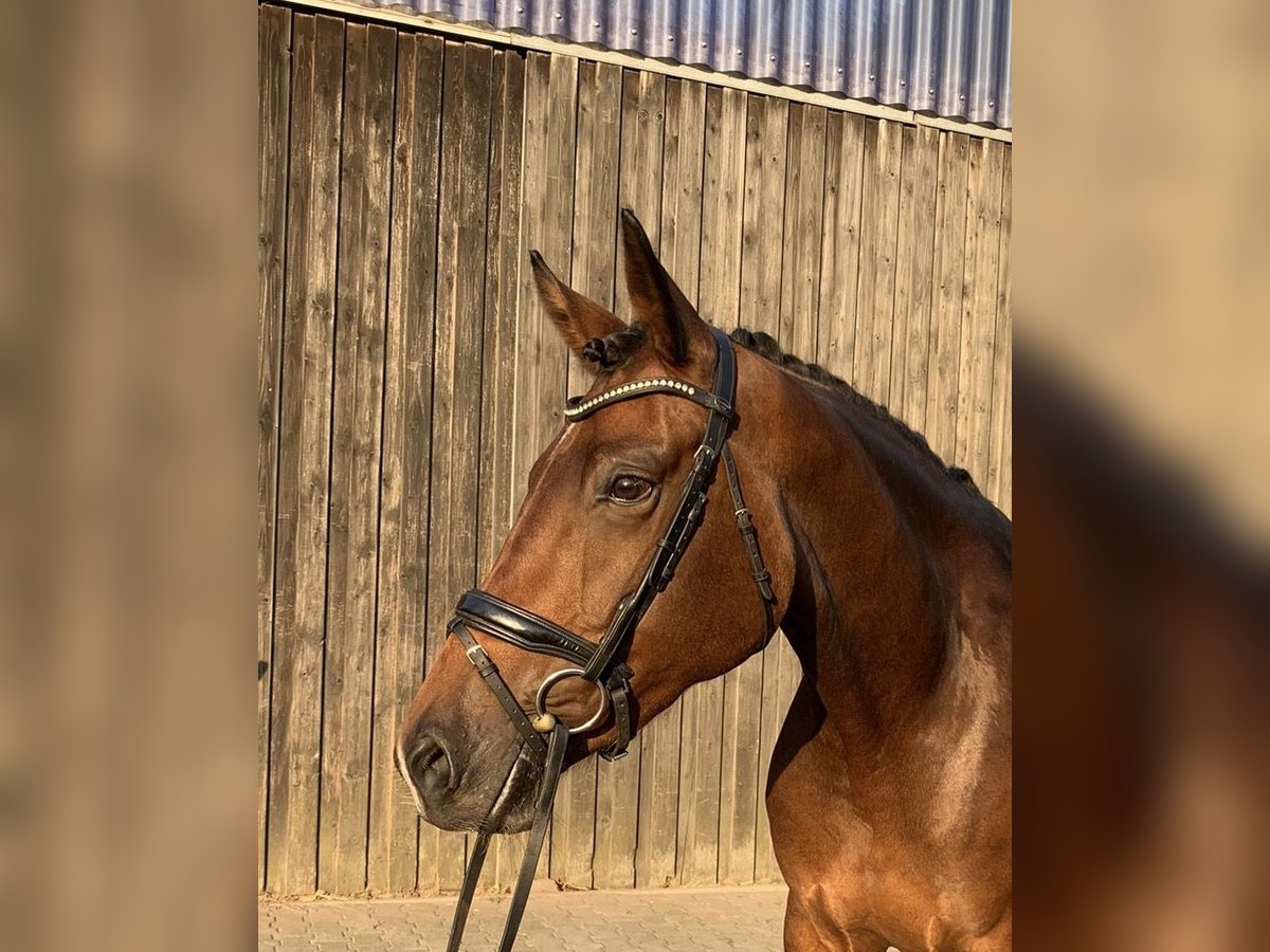 Koń oldenburski Klacz 4 lat 169 cm Gniada in Vechta