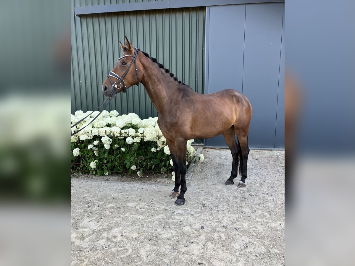 Koń oldenburski Klacz 4 lat 169 cm Gniada in M&#xF6;nchengladbach
