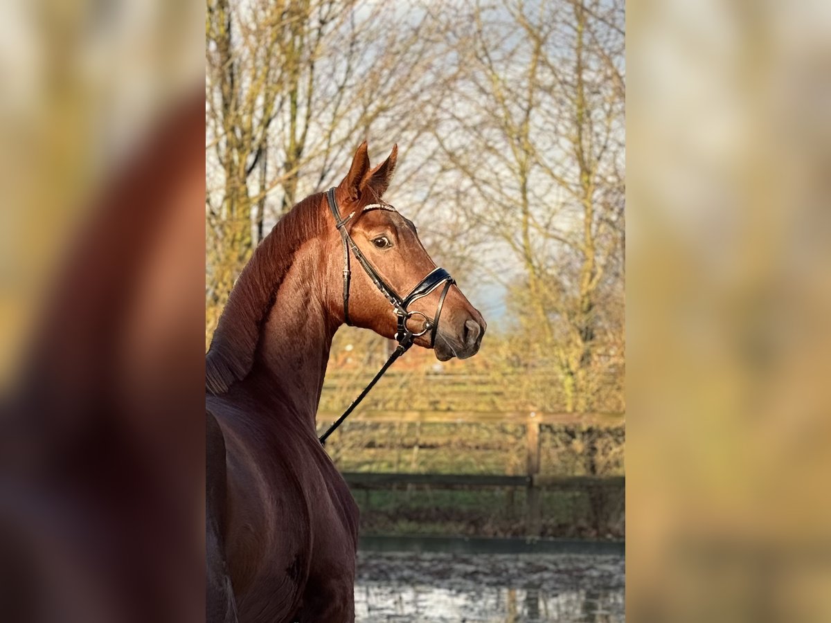 Koń oldenburski Klacz 4 lat 169 cm Kasztanowata in Lohne (Oldenburg)