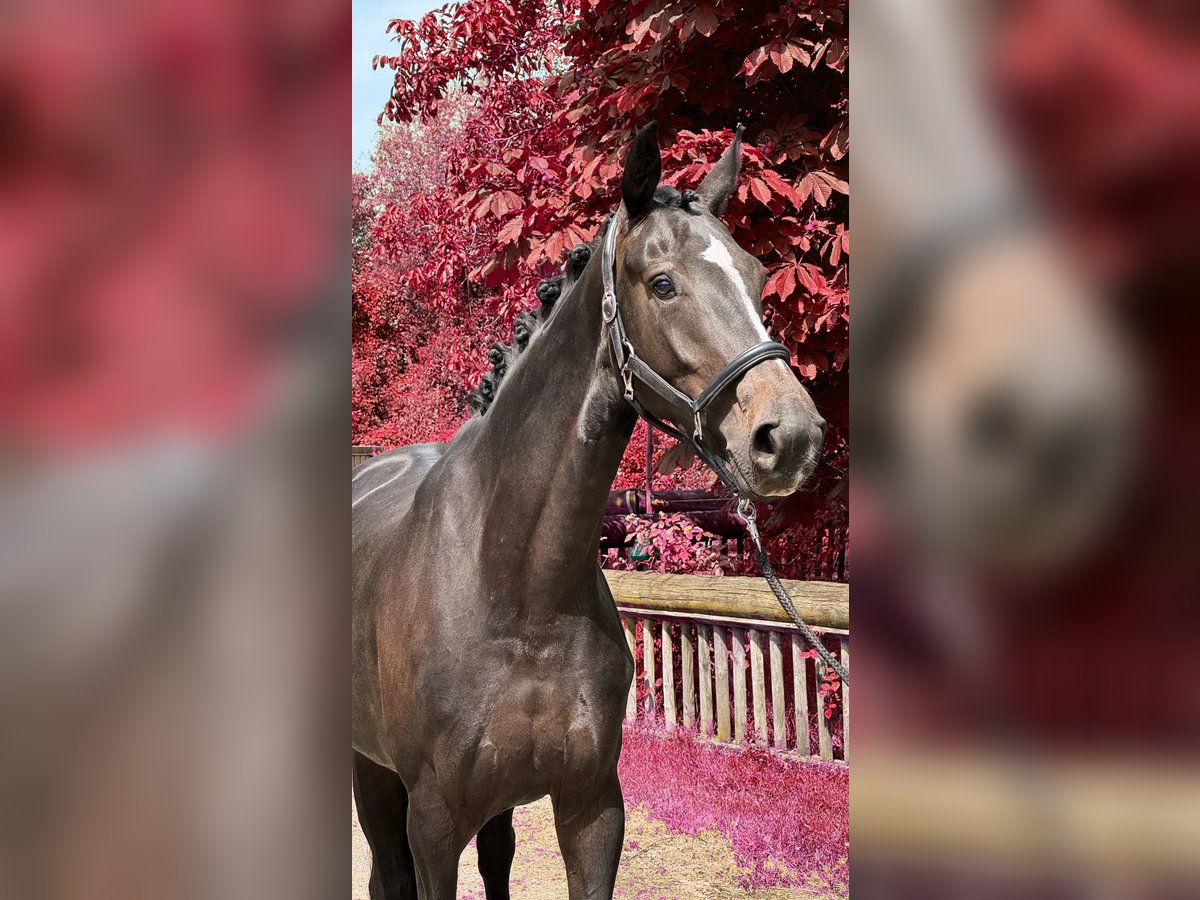 Koń oldenburski Klacz 4 lat 169 cm Skarogniada in Rommerskirchen