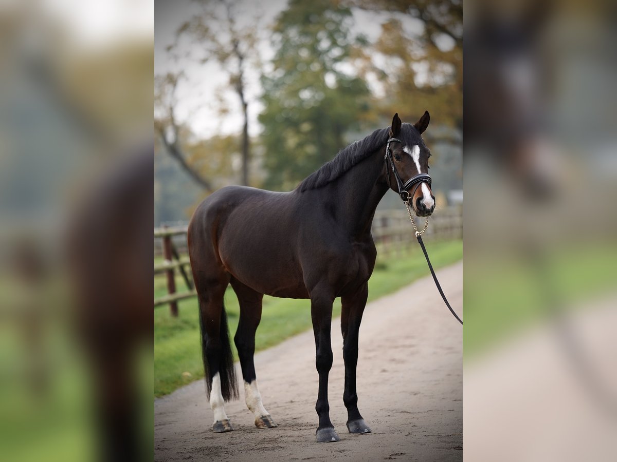 Koń oldenburski Klacz 4 lat 170 cm Ciemnogniada in Ganderkesee