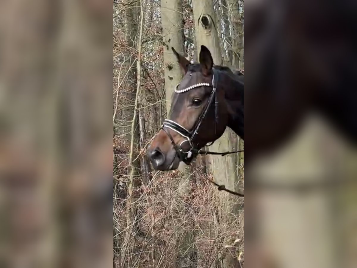 Koń oldenburski Klacz 4 lat 170 cm Ciemnogniada in Rosdorf