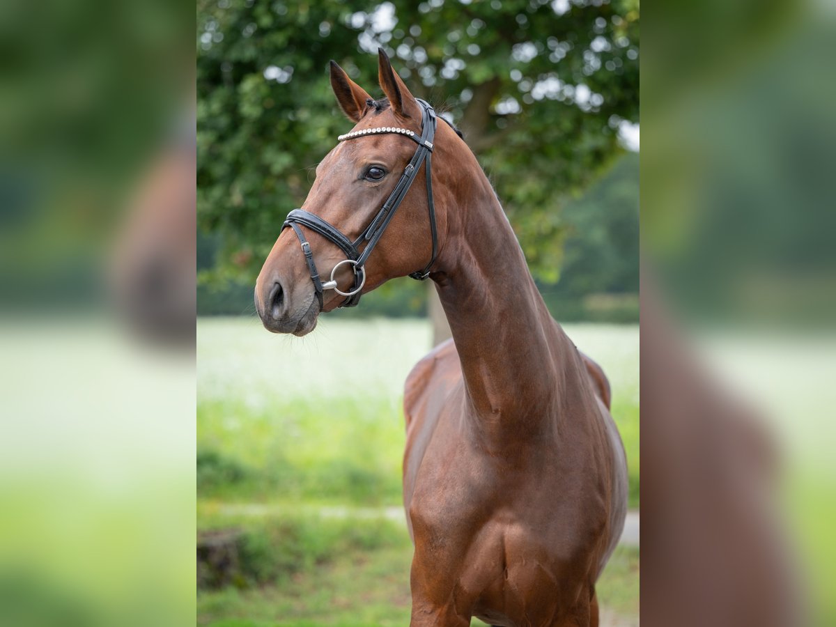 Koń oldenburski Klacz 4 lat 170 cm Gniada in Bramsche