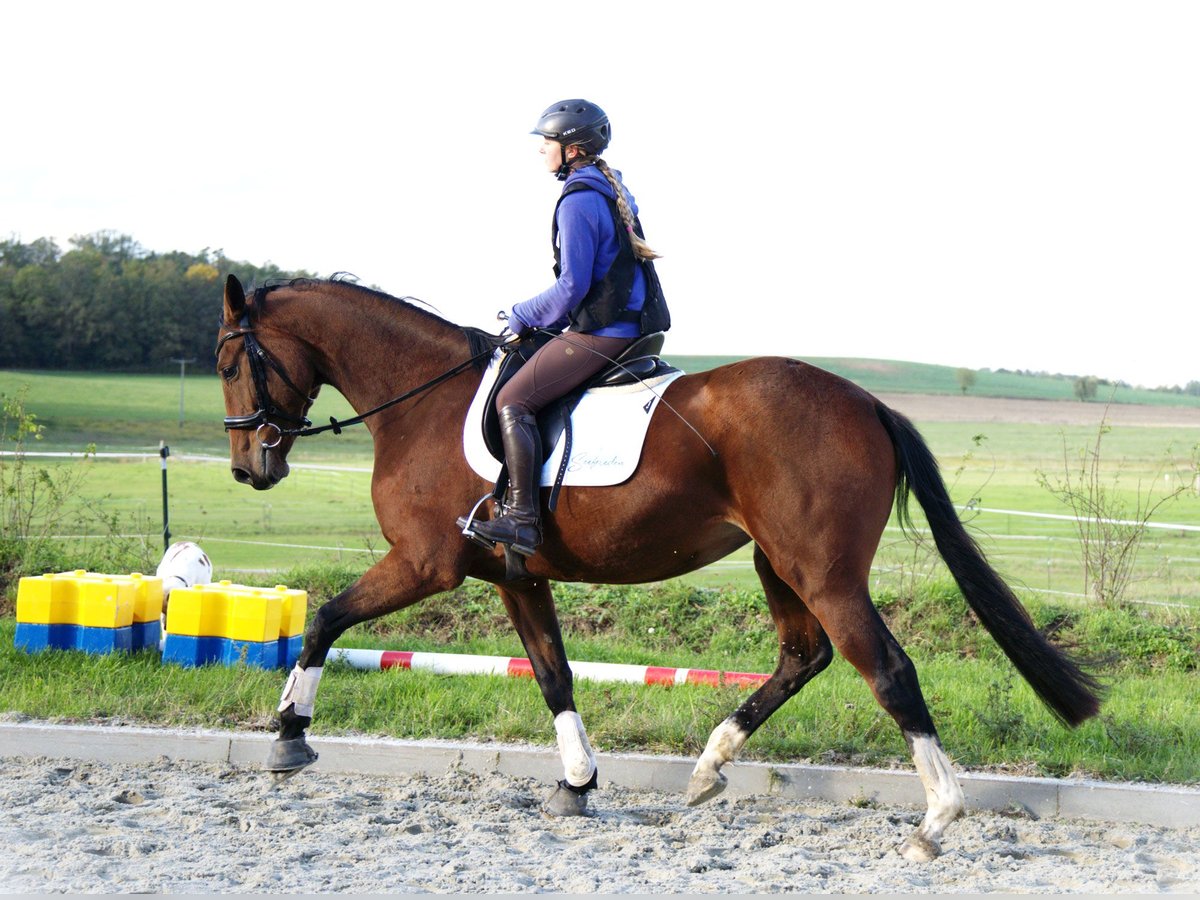 Koń oldenburski Klacz 4 lat 170 cm Gniada in Radeburg