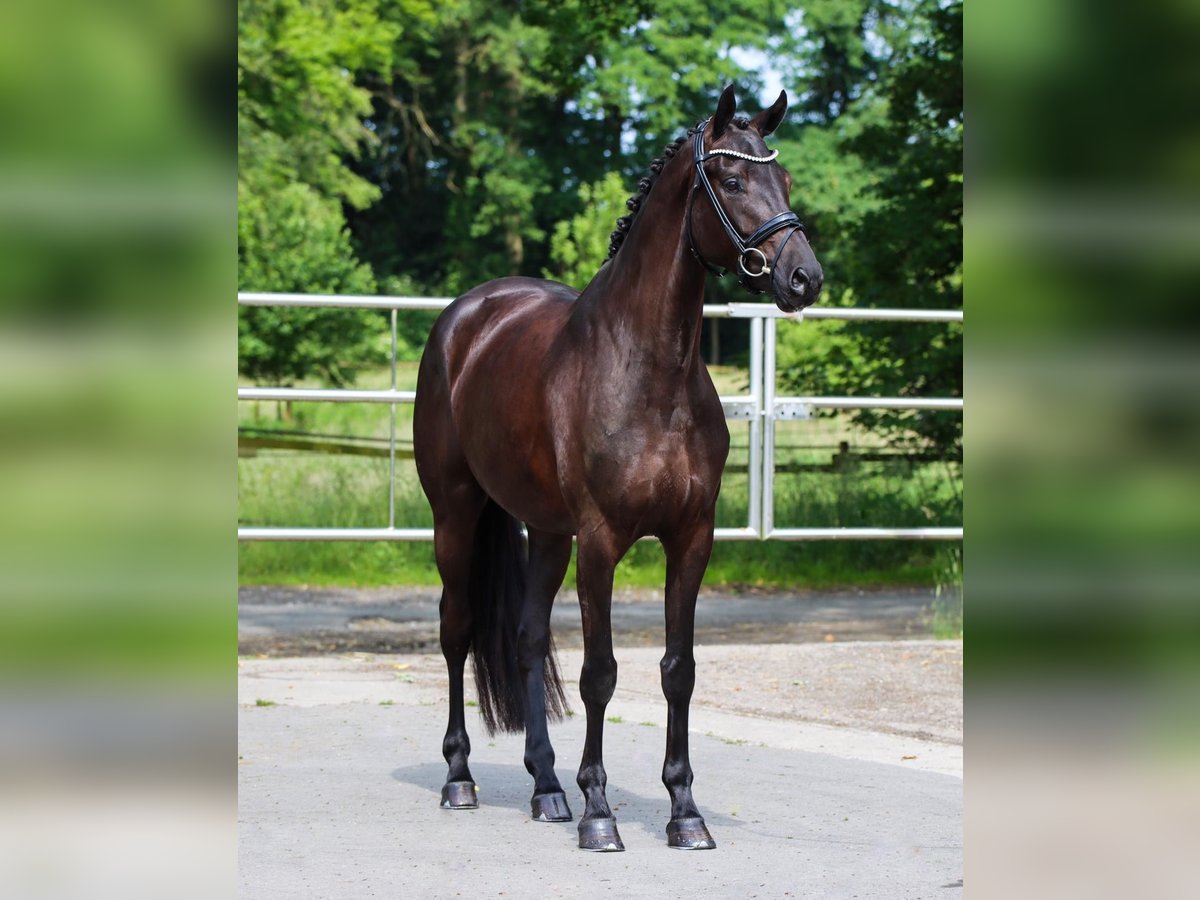 Koń oldenburski Klacz 4 lat 170 cm Kara in Lienen