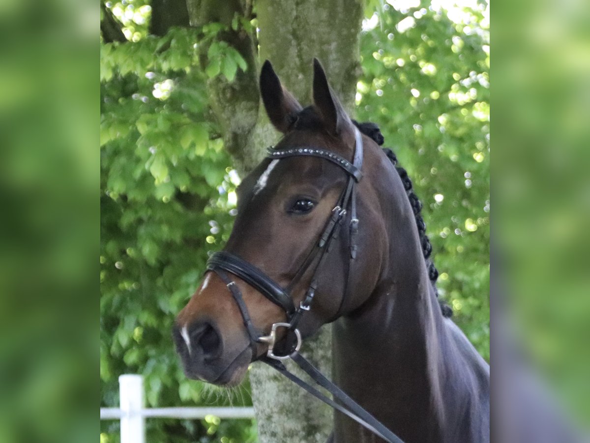 Koń oldenburski Klacz 4 lat 171 cm Ciemnogniada in Salzkotten