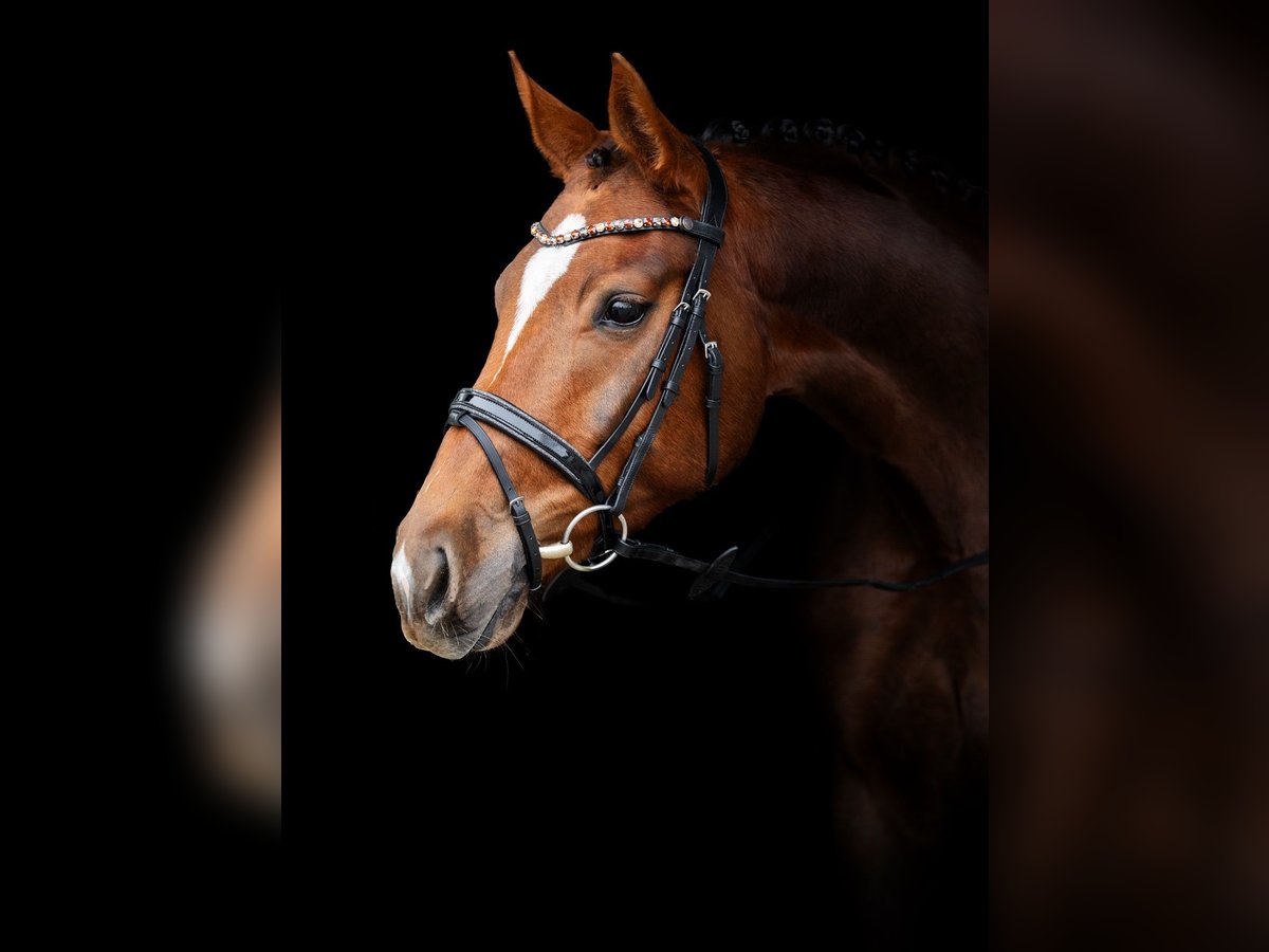 Koń oldenburski Klacz 4 lat 172 cm Ciemnokasztanowata in Hohenahr