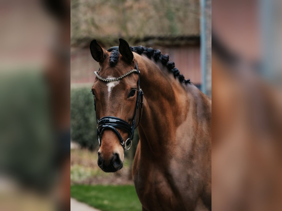 Koń oldenburski Klacz 4 lat 172 cm Gniada in Dreieich