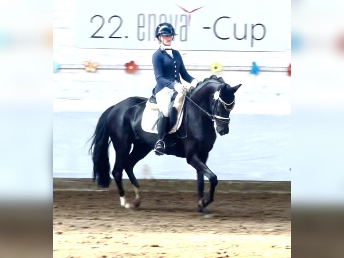 Koń oldenburski Klacz 5 lat 160 cm Kara in Berne