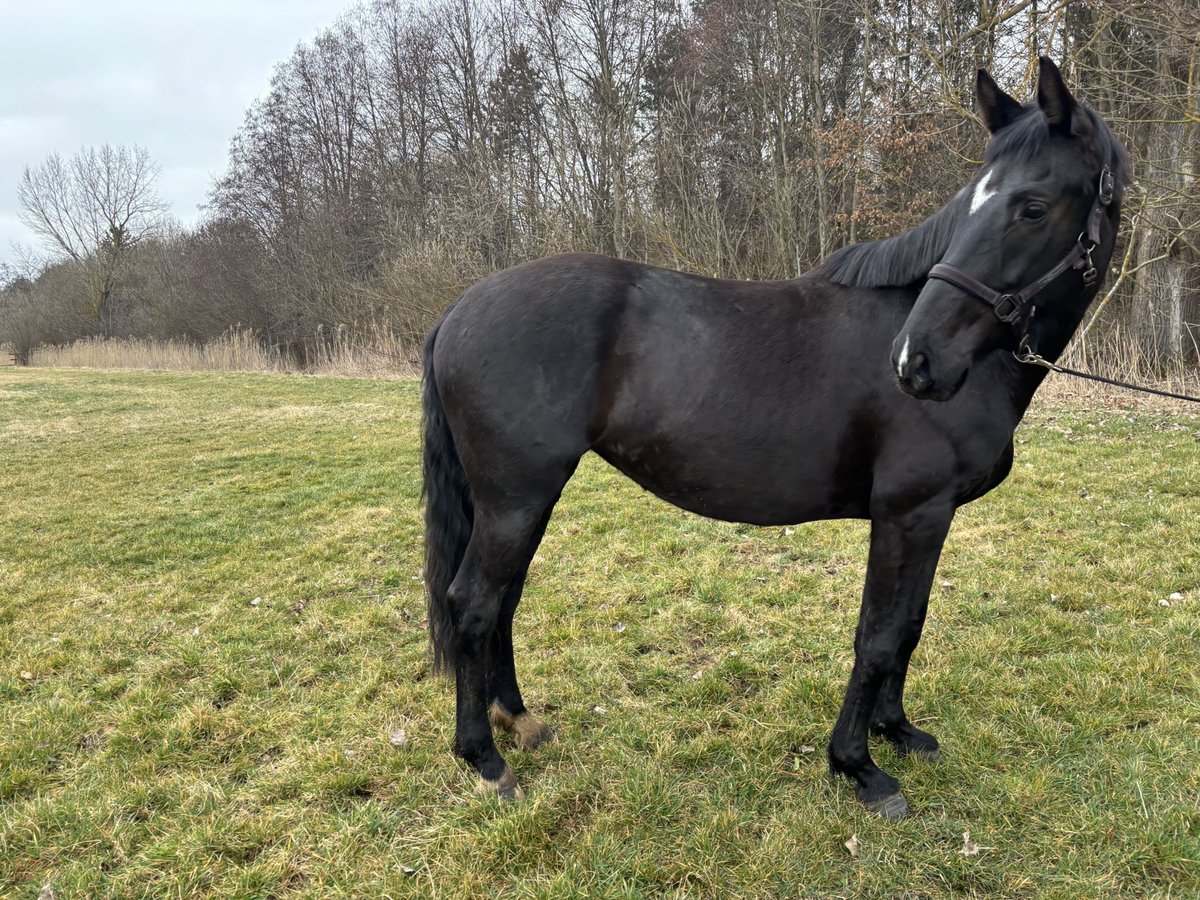 Koń oldenburski Klacz 5 lat 161 cm Kara in Georgenthal