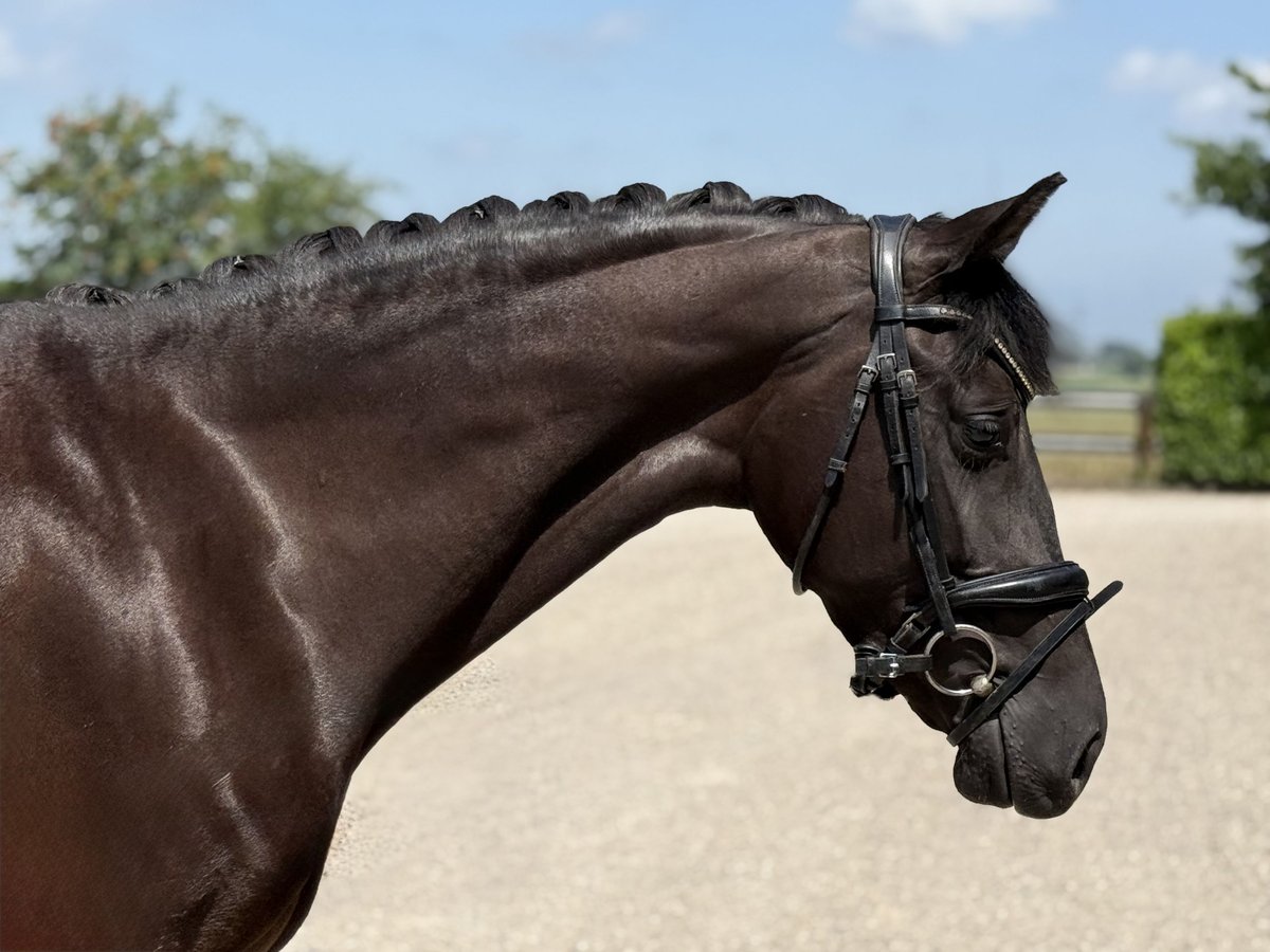 Koń oldenburski Klacz 5 lat 162 cm Kara in Oud Gastel