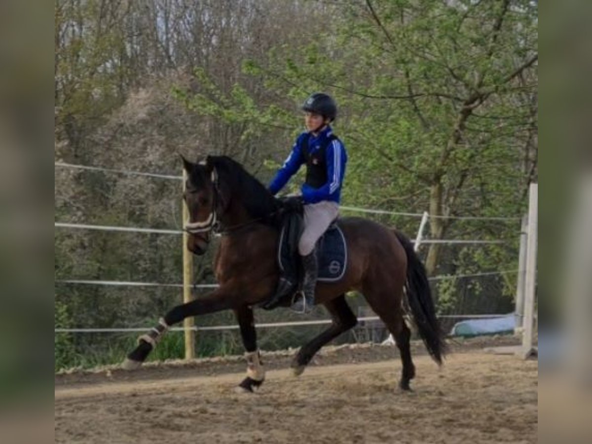 Koń oldenburski Klacz 5 lat 163 cm Gniada in Sankt Wolfgang