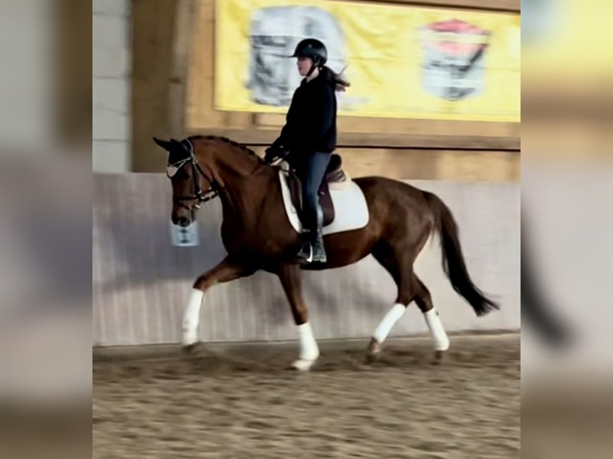 Koń oldenburski Klacz 5 lat 163 cm Kasztanowata in Schenklengsfeld