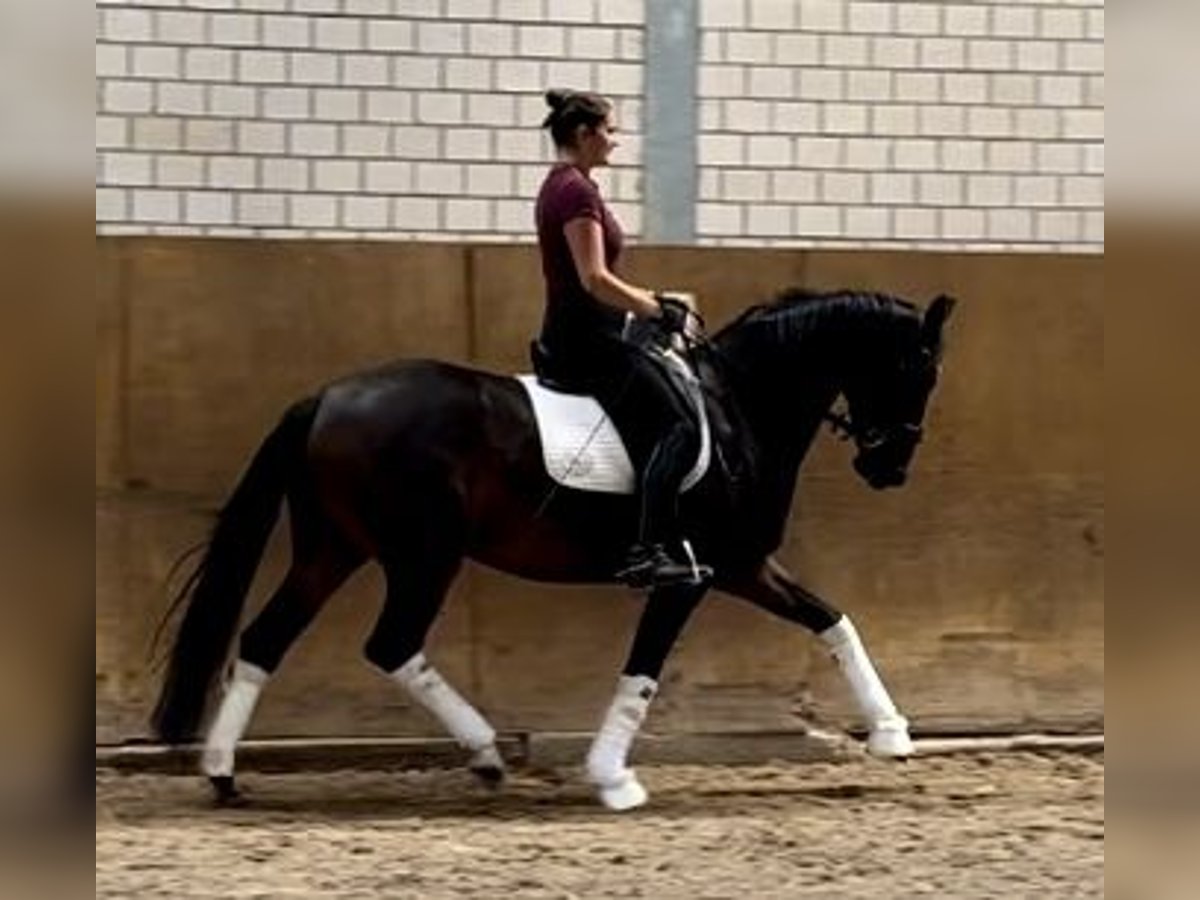 Koń oldenburski Klacz 5 lat 165 cm Ciemnogniada in Großbeeren