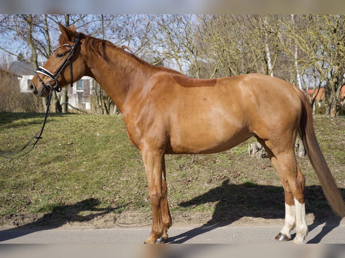 Koń oldenburski Klacz 5 lat 165 cm Kasztanowata in Groß Kreutz