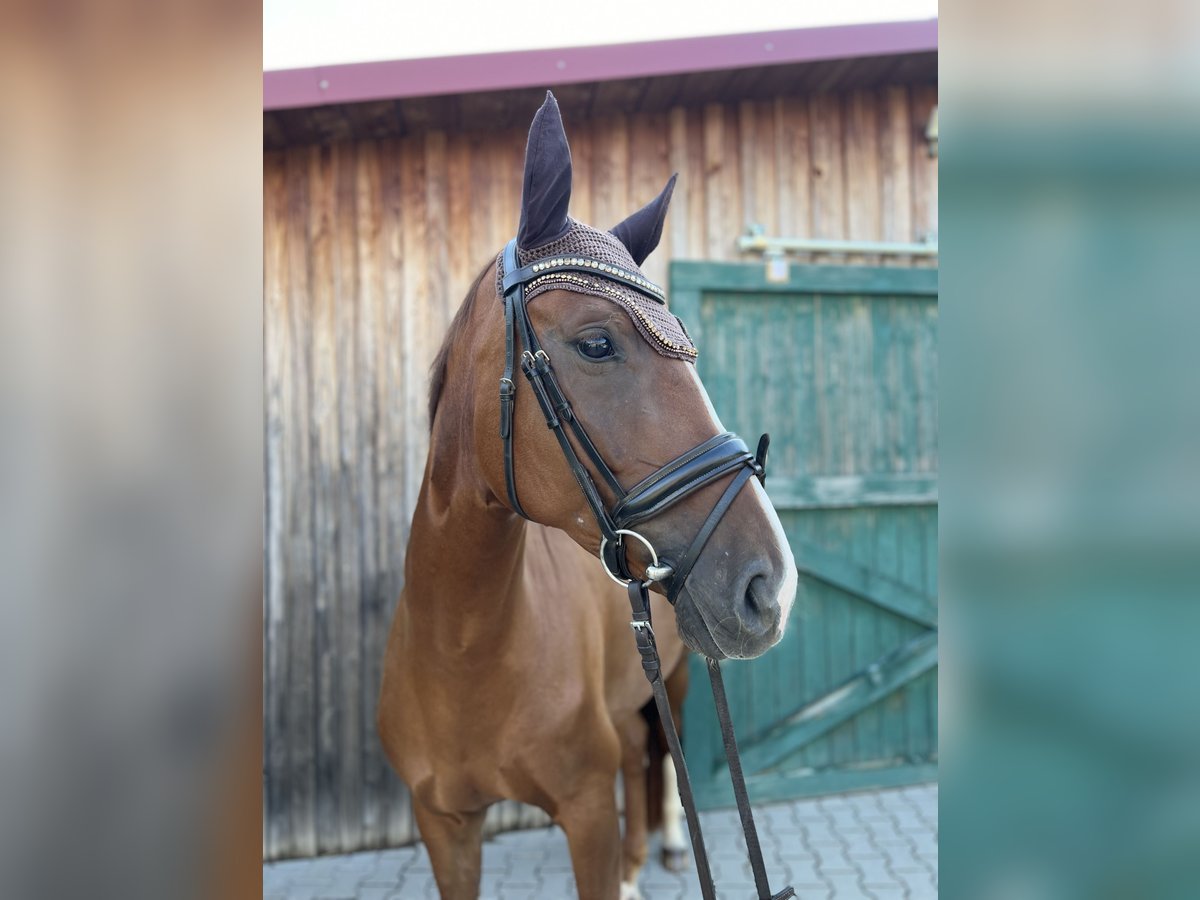 Koń oldenburski Klacz 5 lat 165 cm Kasztanowata in Wenzenbach