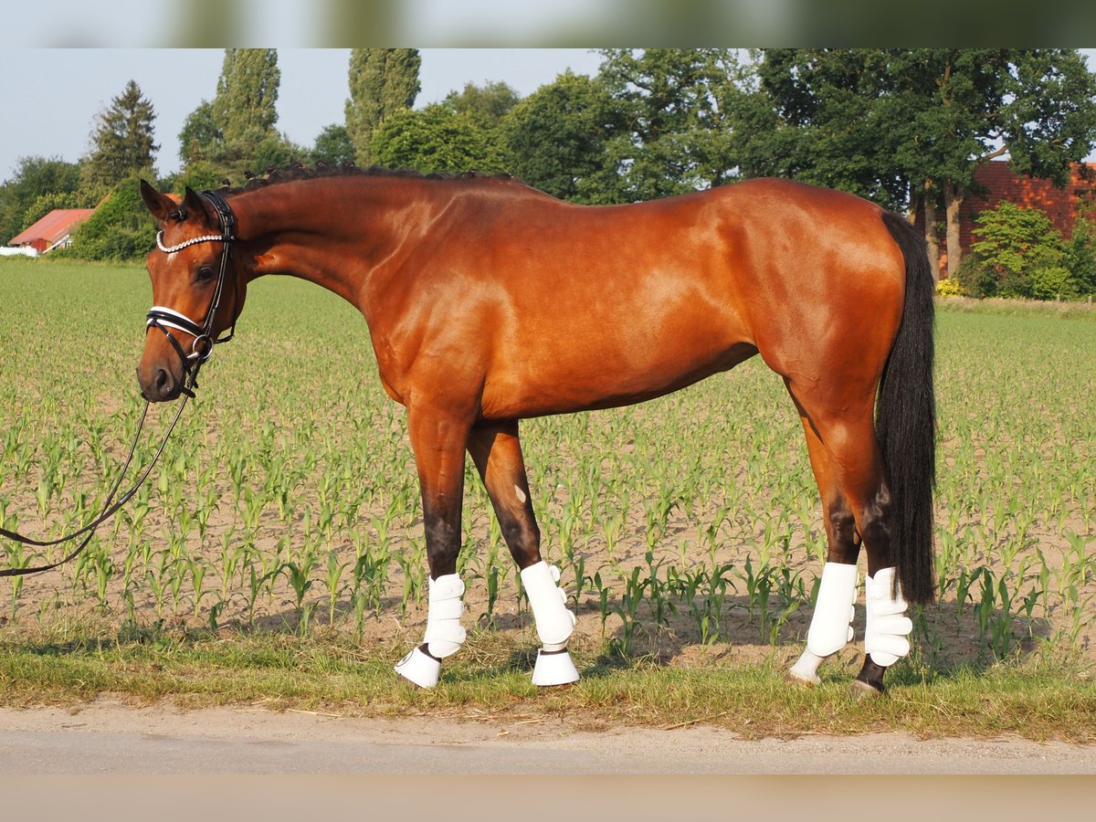 Koń oldenburski Klacz 5 lat 166 cm Gniada in Bramsche