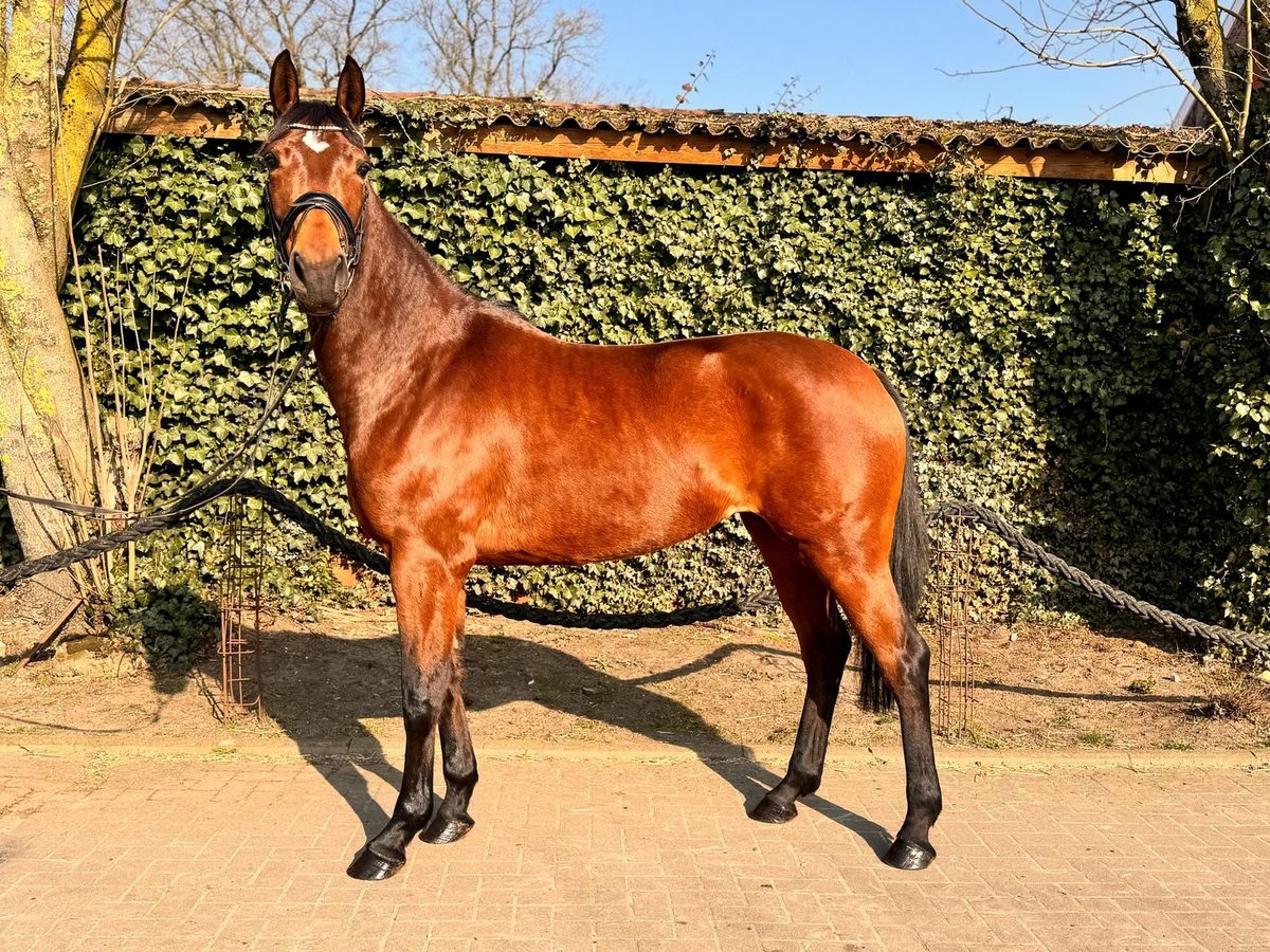 Koń oldenburski Klacz 5 lat 166 cm Gniada in Essen (Oldenburg)