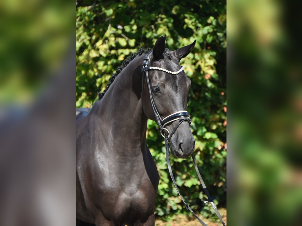 Koń oldenburski Klacz 5 lat 166 cm Kara in F&#xFC;rstenau