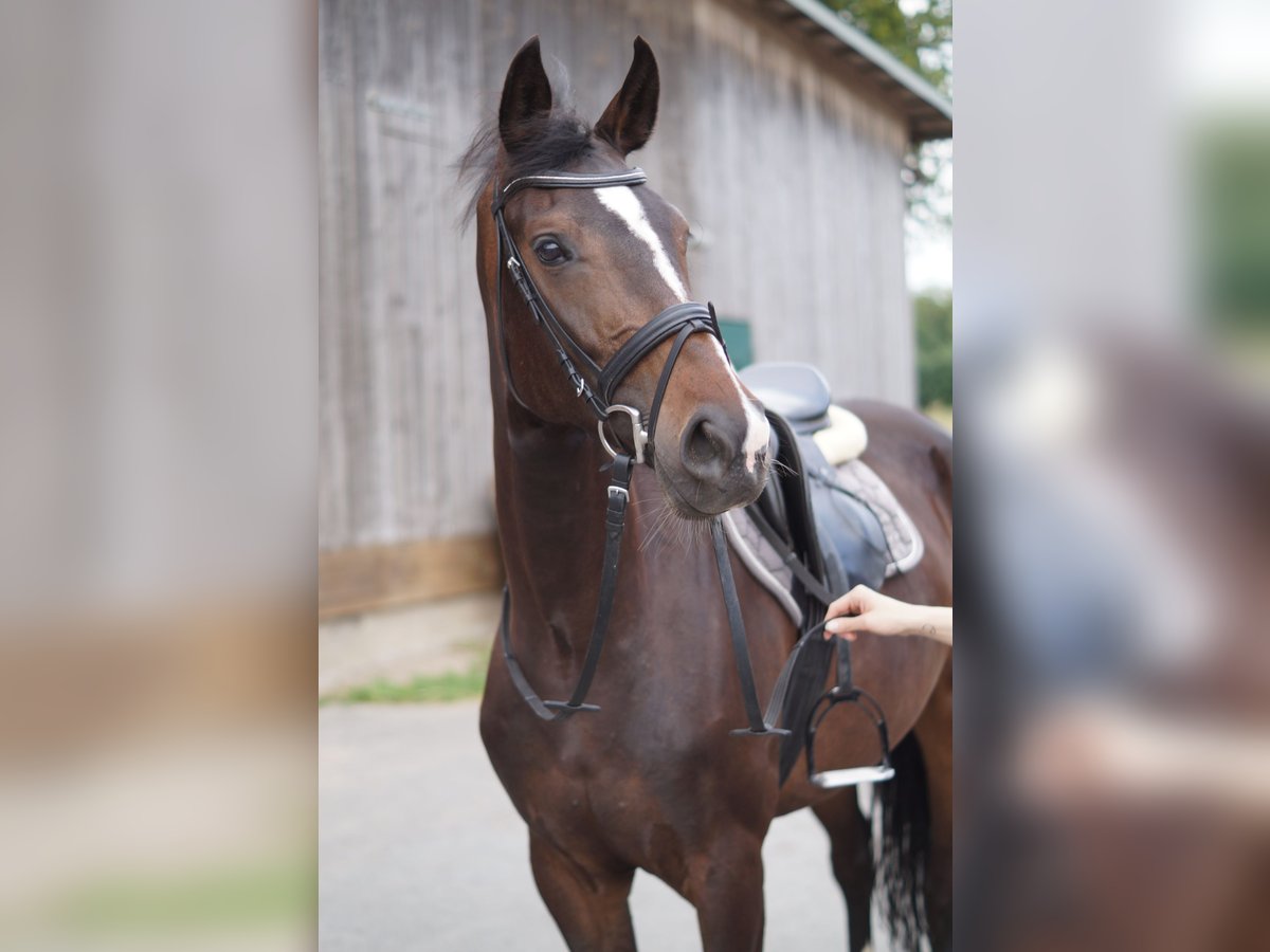 Koń oldenburski Klacz 5 lat 167 cm Ciemnogniada in Lasbek
