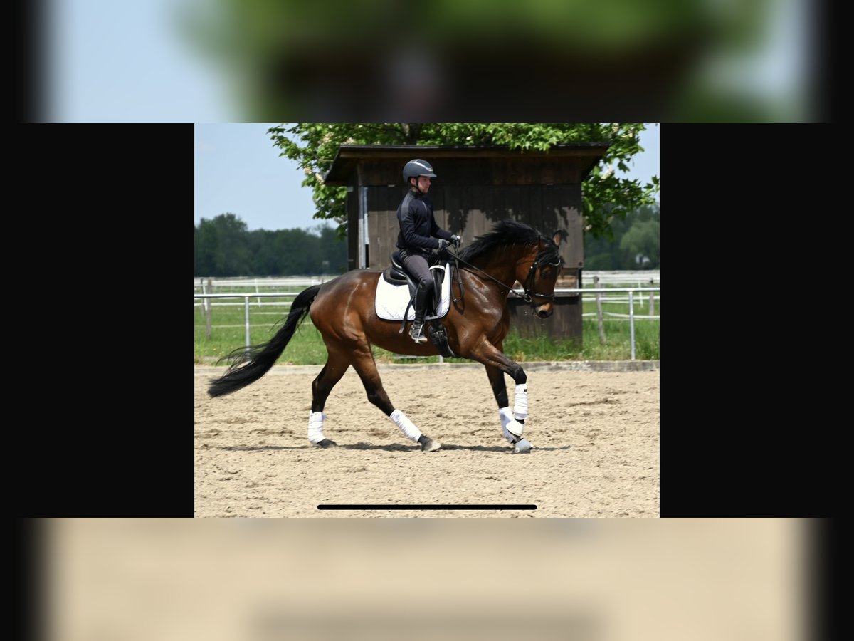 Koń oldenburski Klacz 5 lat 167 cm Gniada in Karlsfeld