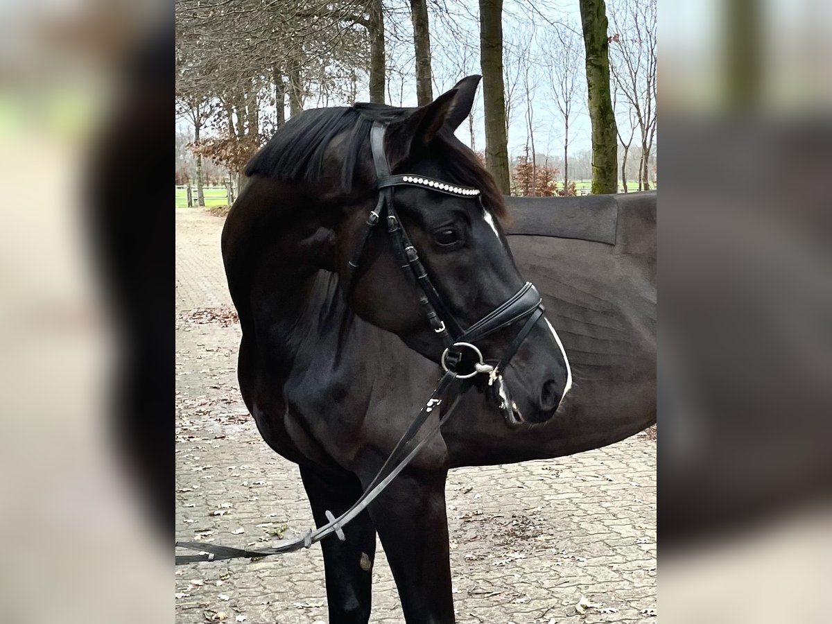 Koń oldenburski Klacz 5 lat 167 cm Kara in Mulsum