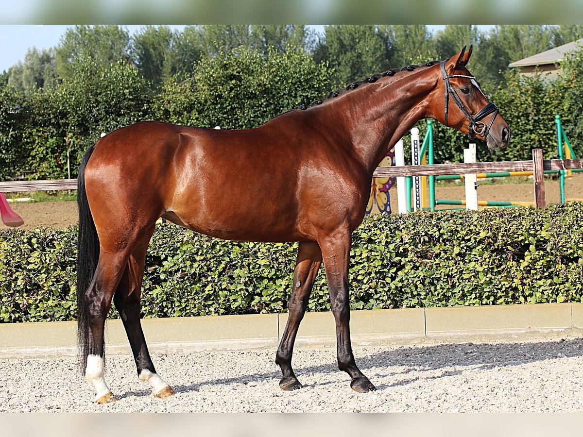 Koń oldenburski Klacz 5 lat 168 cm Gniada in Willich