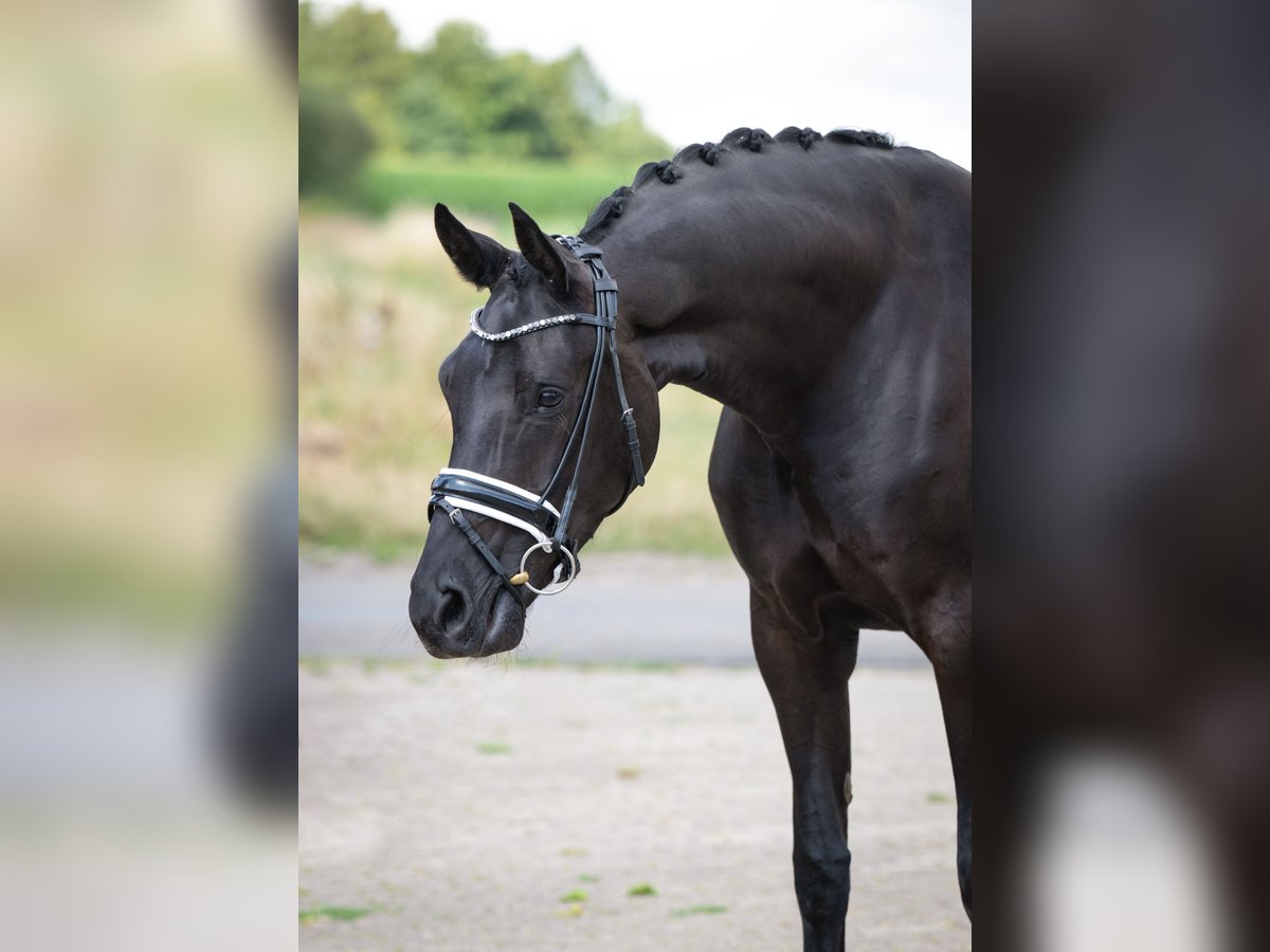 Koń oldenburski Klacz 5 lat 168 cm Kara in Bramsche