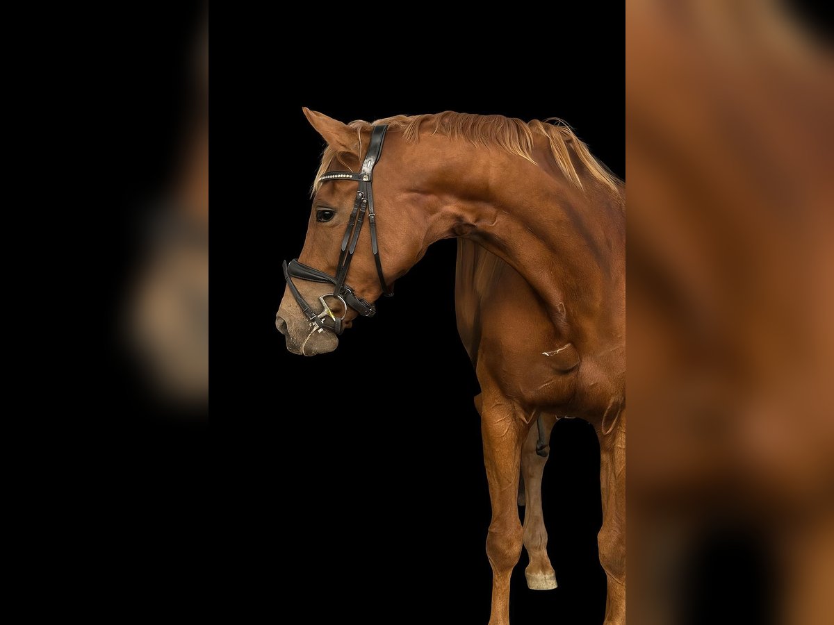 Koń oldenburski Klacz 5 lat 168 cm Kasztanowata in Achtrup