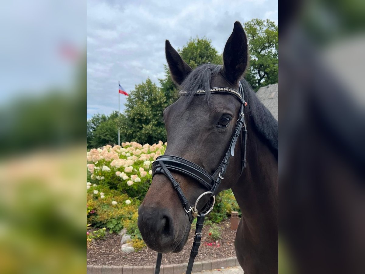 Koń oldenburski Klacz 5 lat 168 cm Skarogniada in Mohrkirch