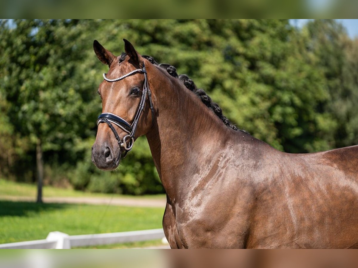 Koń oldenburski Klacz 5 lat 169 cm Gniada in Dorsten