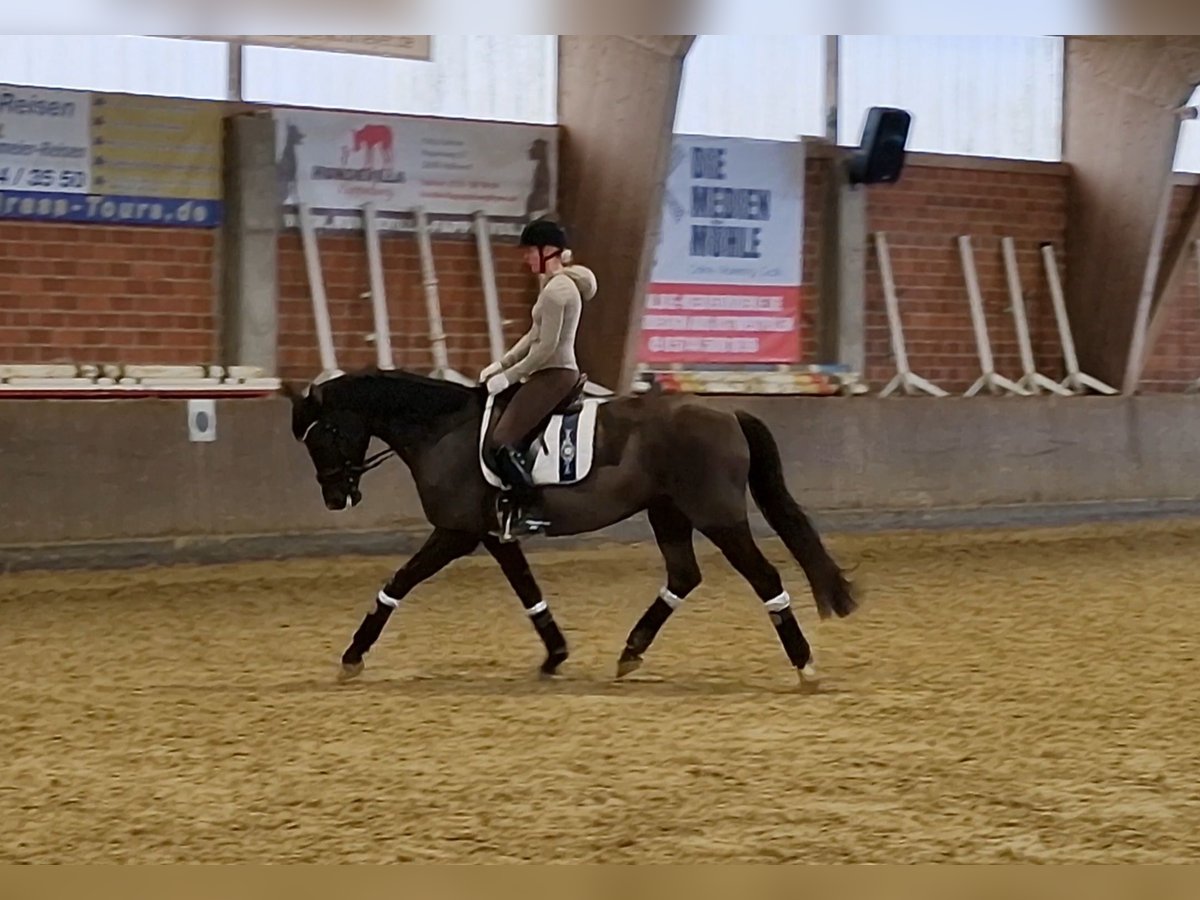 Koń oldenburski Klacz 5 lat 169 cm Kara in Lübbecke