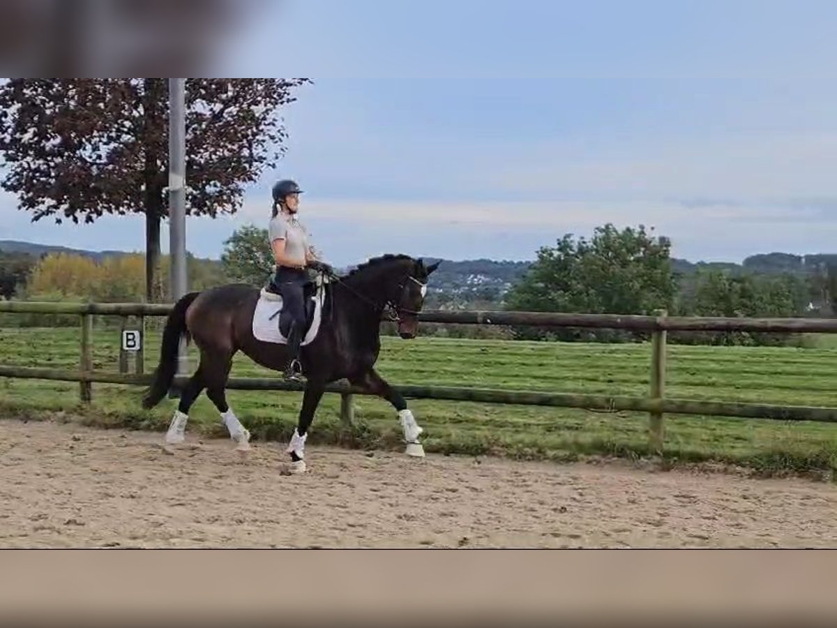 Koń oldenburski Klacz 5 lat 170 cm Ciemnogniada in Sprockhövel