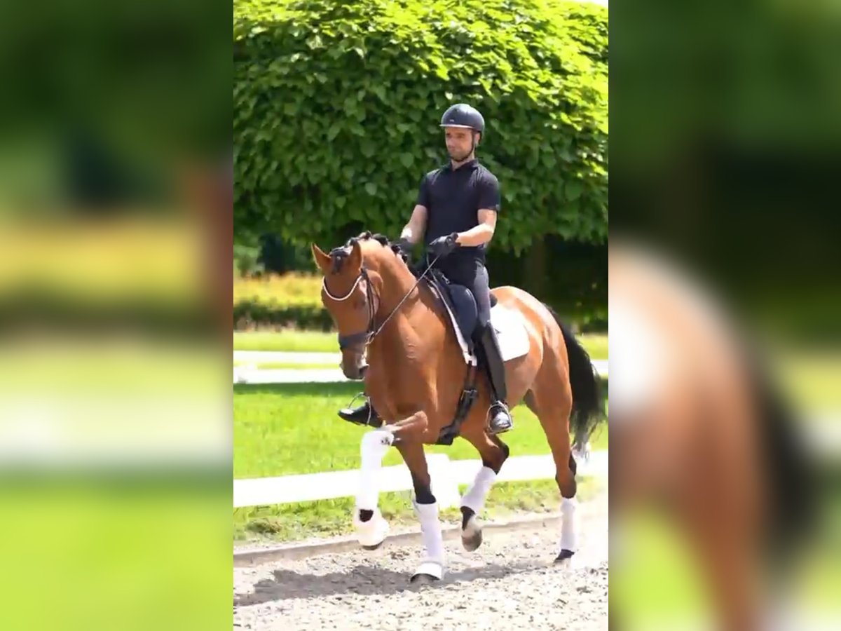 Koń oldenburski Klacz 5 lat 170 cm Gniada in Dorsten