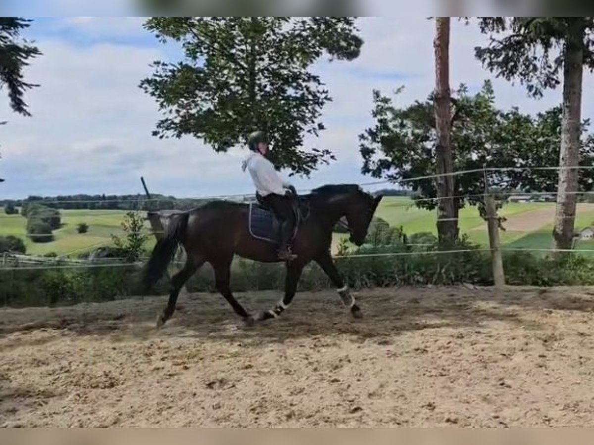 Koń oldenburski Klacz 5 lat 170 cm Kara in Sankt Wolfgang