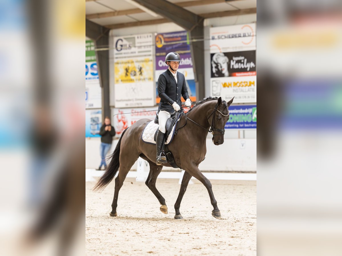 Koń oldenburski Klacz 5 lat 170 cm Kara in Emlichheim