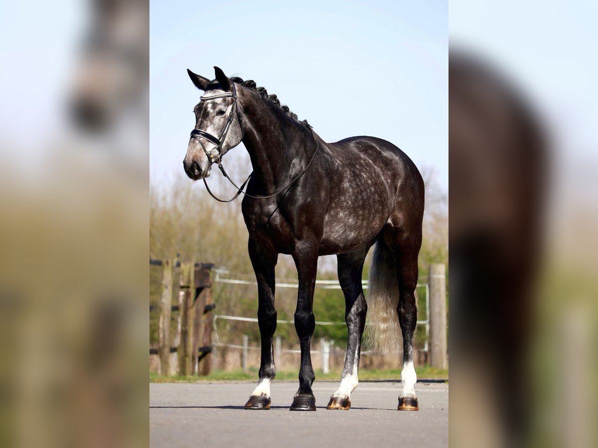Koń oldenburski Klacz 5 lat 170 cm Siwa in Lingen